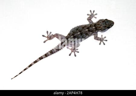 Gecko Tarentola mauritanica, mauresque, aka mur commun Gecko, Gecko commun européen, crocodile, ou Mauritanaca Salamanquesa Gecko gecko Banque D'Images