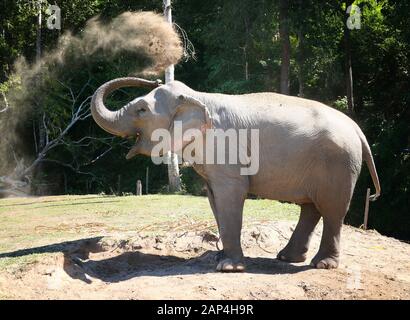 Bénéficiant de l'éléphant d'Asie la poussière Banque D'Images