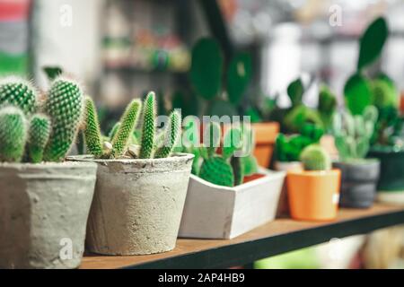 Marché de fleurs, mini cactus en pots étagères vendues Banque D'Images