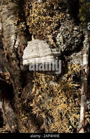 Champignon tinder Conk, Fomes fomentarius, qui pousse sur un bouleau rouge, le long de la rivière Bull, dans le comté de Sanders, Montana. Banque D'Images