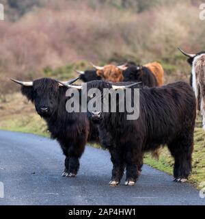 Highland cattle errant sur une route sur Goonzion Downs à Cornwall. Banque D'Images