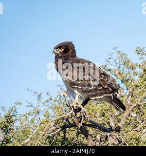 Un aigle nake à chagé noir perché dans un arbre dans la savane sud-africaine Banque D'Images