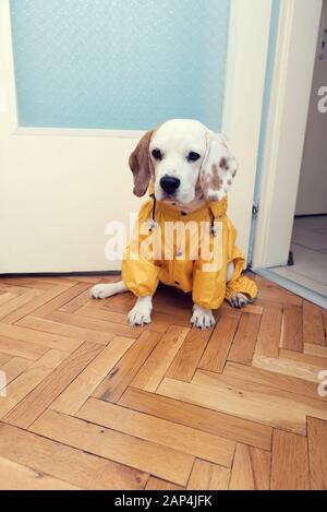 Mignon petit chien beagle avec imperméable jaune en attente d'une marche. Selective focus Banque D'Images