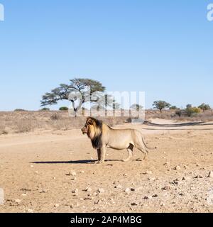 Un Lion à maned noir debout à Kalahari savane Banque D'Images