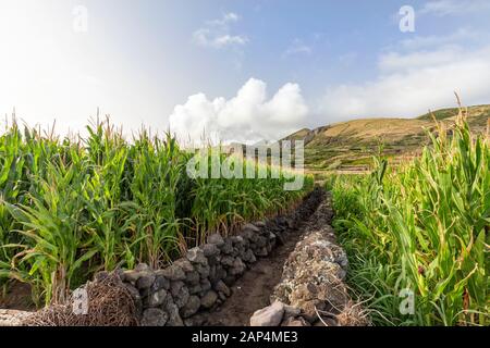 Magnifique champ de maïs à côté de Vila do Corvo sur l'île de Corvo aux Açores, au Portugal. Banque D'Images