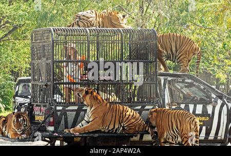 Bangkok, Thaïlande - 09 décembre 2019 : La jeune fille est l'alimentation de cinq tigres du Bengale au Safari World zoo. Banque D'Images
