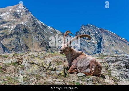 Ou Bouquetin des Alpes Capra ibex, Parc National du Gran Paradiso, vallée d'aoste, Italie Banque D'Images