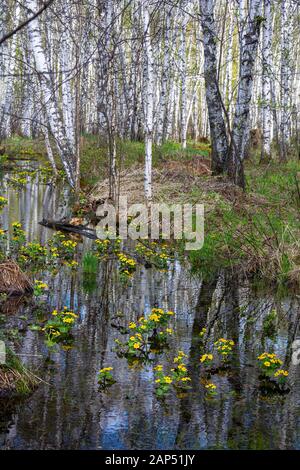 Buissons de Kaluzhnitsa Bolotnaya dans un bosquet de bouleau au début du printemps pendant l'eau haute Banque D'Images