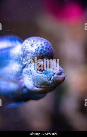 Corne de fleur poisson dans l'aquarium bleu grand front closeup macro tête dof grand espace de mise au point pour macro de texte animal domestique Banque D'Images