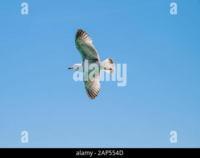 Seagull avec ailes ouvertes planeur contre ciel bleu profond. White Bird flying. Banque D'Images