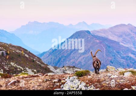 Carpa Alpine Ibex (chèvre sauvage) dans la France alpes Banque D'Images