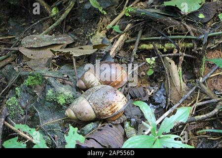 Deux escargots géants dans la forêt tropicale de l'Équateur de la faune Banque D'Images