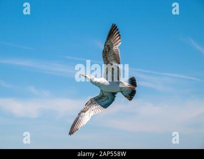 Seagull avec ailes ouvertes planeur contre ciel bleu profond. White Bird flying. Banque D'Images