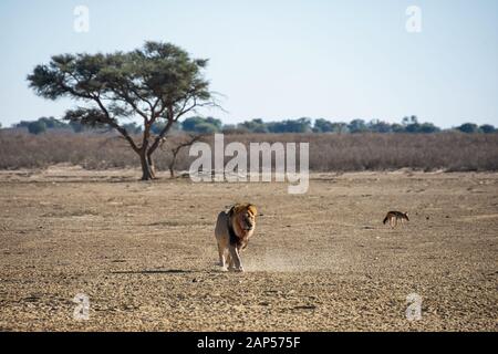 Un Lion à maned noir marchant dans la savane de Kalahari Banque D'Images