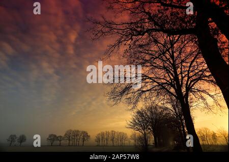 Lever de soleil rougeâtre à Diessen, aux Pays-Bas avec les silhouettes d'arbre I Banque D'Images