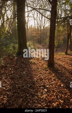 Feuilles brunes humides tombées en automne sous les arbres Banque D'Images