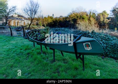 Primroses et d'autres plantes affichées dans un bateau à ramer transformé où se rencontrent la confluence des rivières Liffey et River Rye. Banque D'Images