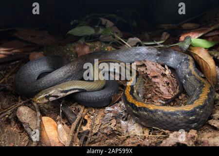 Malayan Racer, Coelognathus Flavolineatus Banque D'Images