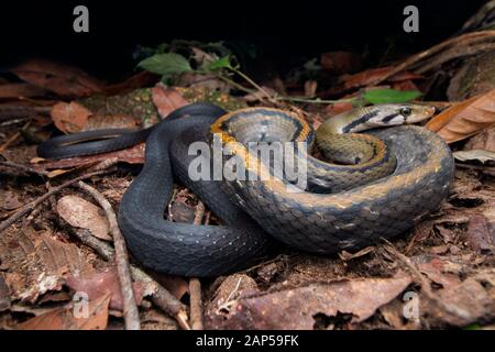 Malayan Racer, Coelognathus Flavolineatus Banque D'Images