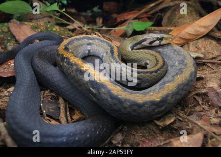 Malayan Racer, Coelognathus Flavolineatus Banque D'Images