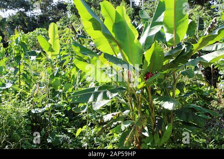 Grande plante banane avec les bananes rouges naturelles en Equateur Banque D'Images