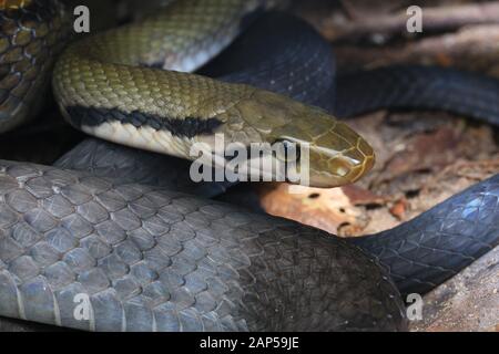 Coelognathus Flavolineatus, Malayan Racer, Yellow-Striped Racer, Black Copperhead Ratsnake, Banque D'Images