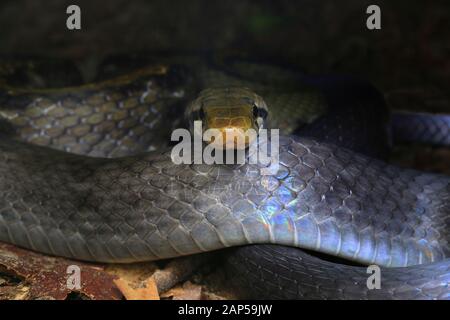Coelognathus Flavolineatus, Malayan Racer, Yellow-Striped Racer, Black Copperhead Ratsnake, Banque D'Images