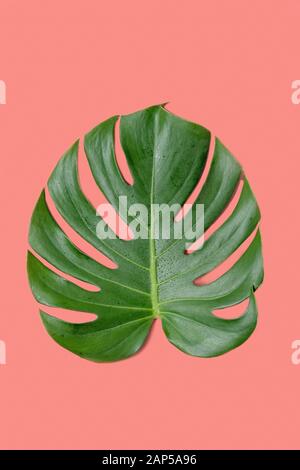 Jungle tropicale avec des feuilles Monstera les taches d'eau sur fond de coraux isolés. Banque D'Images