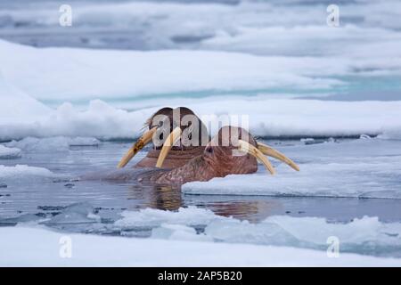 Deux hommes morses (Odobenus rosmarus) nager entre banquise / les glaces à la dérive dans la mer Arctique, Spitzberg Spitzberg, Norvège / Banque D'Images