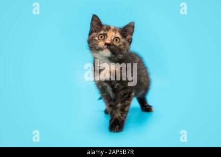 Tricolore petit chaton tortoiseshell sur un fond bleu Banque D'Images