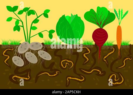 Section transversale au sol avec les vers de terre et les légumes. Passage de l'air et de l'eau dans le sol. Pomme de terre, chou, betterave et carotte racines dans le sol. Vector Illustration de Vecteur