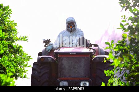 La pulvérisation d'insecticides et de pesticides du tracteur sur plantation de citron en Espagne. Fumigation insecticide contre les mauvaises herbes. Organic agriculture écologique. Un pulvérisateur machin Banque D'Images