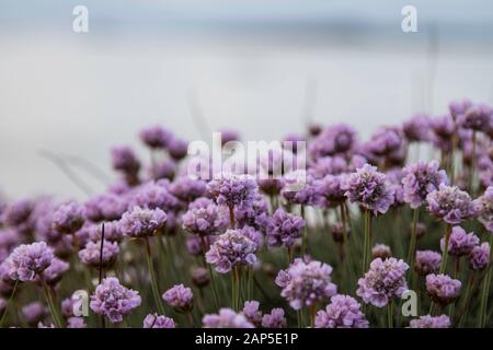 Gros plan sur les fleurs violettes de la côte dans les îles de Scilly Banque D'Images