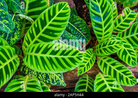Gros plan des feuilles d'une plante zébrée, de la essences de plantes tropicales du Brésil, du jardin exotique et du fond de la nature Banque D'Images