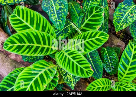 Feuilles d'une plante zébrée à proximité, essences de plantes tropicales du Brésil, jardin exotique et fond naturel Banque D'Images