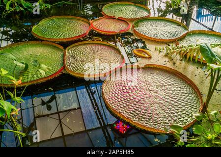 gros plan d'une usine de lilly à eau tropicale hybride longwood de victoria, surmontée d'un victoria, avec de grandes feuilles Banque D'Images