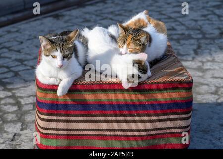 Istanbul, Sultanahmet, Katzen Banque D'Images