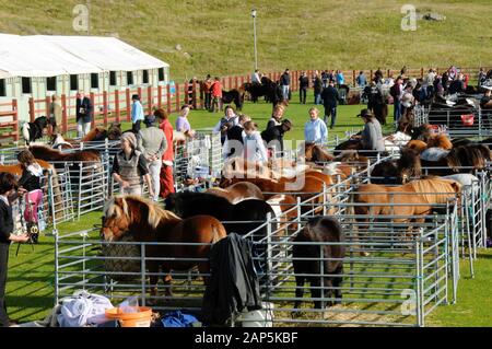 Shetland Pony Festival et Breed show qui a eu lieu à Shetland en 2009 Banque D'Images