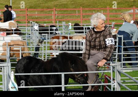 Shetland Pony Festival et Breed show qui a eu lieu à Shetland en 2009 Banque D'Images