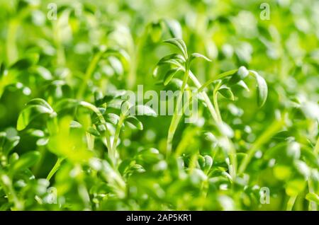 Le cresson alénois sprouts, macro photo alimentaire. Vue avant du cress, aussi pepperwort ou peppergrass, Lepidium sativum, une plante comestible à croissance rapide. Banque D'Images