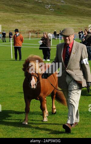 Shetland Pony Festival et Breed show qui a eu lieu à Shetland en 2009 Banque D'Images