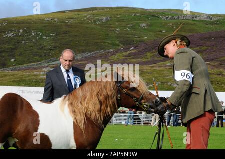 Shetland Pony Festival et Breed show qui a eu lieu à Shetland en 2009 Banque D'Images