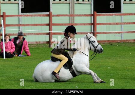 Shetland Pony Festival et Breed show qui a eu lieu à Shetland en 2009 Banque D'Images