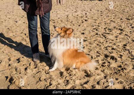 Shetland Sheepdog, parfois connu sous le nom de Sheltie, sur une plage avec son propriétaire. Banque D'Images