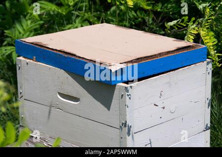 Les abeilles et leurs ruches entourées de verdure Banque D'Images