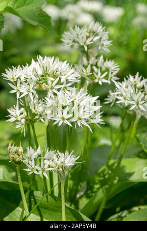 Gros plan de fleurs blanches de étoile sur les têtes de fleurs d'Allium ursinum, ail sauvage, croissant dans les bois Banque D'Images