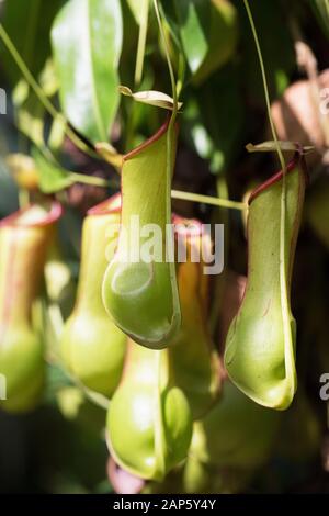 Nepenthes alata sarracénie pourpre. Banque D'Images