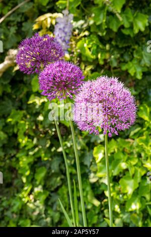 Un trio de fleurs Purple Sensation Allium ensemble sur un fond de feuillage vert le jour ensoleillé Banque D'Images