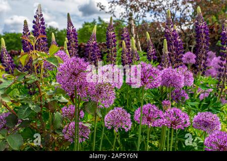 Allium hollandicum Purple Sensation et spires majestueuses de lupins pourpre à la frontière mixte à la fin du printemps dans un jardin de campagne anglais Banque D'Images