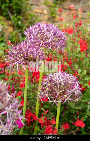 Belle combinaison de plantation d'Allium crisstophii s'élevant au-dessus d'une mer de salvias rouges dans la bordure de fleur Banque D'Images